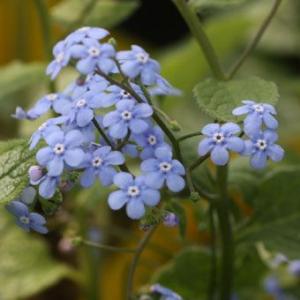 ローズマリー レックス 9.0cmポット 苗 : トオヤマグリーン - 通販