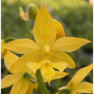 ラン・山野草 地エビネ 1株 ジエビネ : 花と緑 国華園 - 通販 - Yahoo