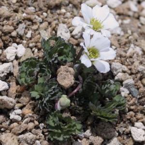 山野草　カリアンテマム　ケルネリアヌム　濃赤15A カリアンテマム・ケルネリアヌム : 岩崎園芸ネットストア Yahoo店