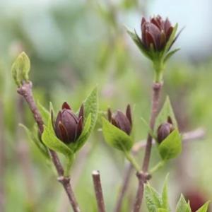 ヤシャビシャク : 岩崎園芸ネットストア Yahoo店 - 通販 - Yahoo