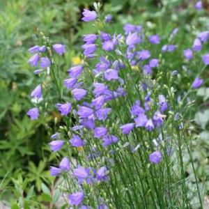 ホテイアツモリソウ 葉1芽株 : 岩崎園芸ネットストア Yahoo店 - 通販
