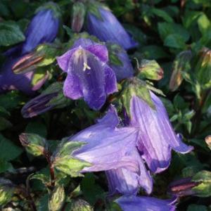 武徳産ホテイアツモリソウ 花1芽株 : 岩崎園芸ネットストア Yahoo店
