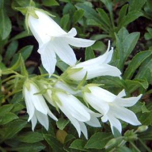 現品販売】厚岸産ホテイアツモリソウ 花2芽葉2芽株 : 岩崎園芸ネット