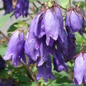 ウラシルケンス 選別品 花1芽株 : 岩崎園芸ネットストア Yahoo店