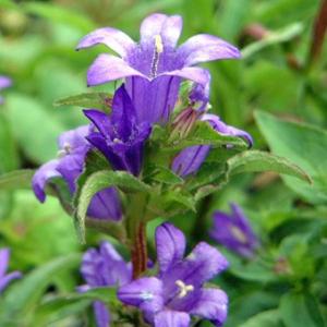 武徳産ホテイアツモリソウ 花1芽株 : 岩崎園芸ネットストア Yahoo店