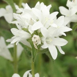 白花カンパヌラ・グロメラータの商品画像
