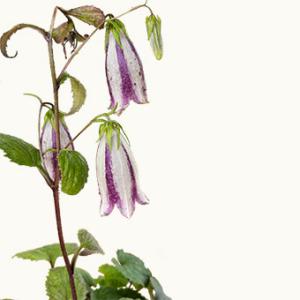 姫百日紅 姫サルスベリ : やまおか碧山苑ヤフー店 - 通販 - Yahoo