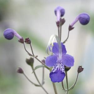 濃色大輪カリガネソウ