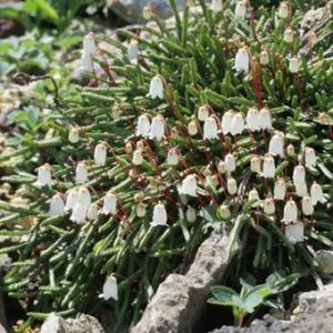 現品販売】厚岸産ホテイアツモリソウ花2芽葉2芽株 : 岩崎園芸ネット