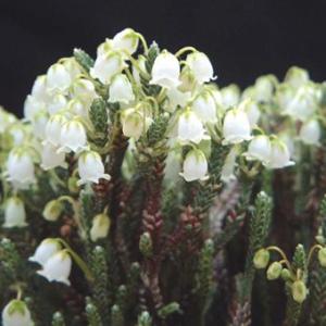 厚岸産ホテイアツモリソウ花2芽葉1芽株 : 岩崎園芸ネットストア Yahoo