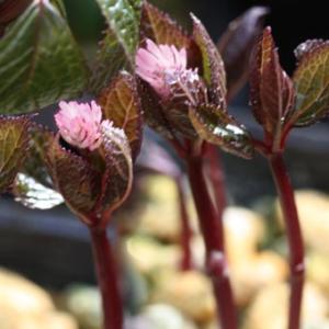 礼文アツモリソウ 花1芽株 : 岩崎園芸ネットストア Yahoo店 - 通販