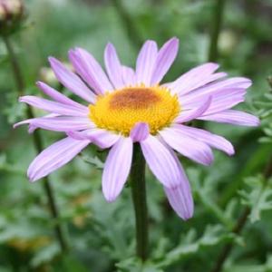 現品販売】厚岸産ホテイアツモリソウ 花2芽葉2芽株 : 岩崎園芸ネット
