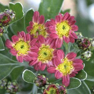 日本花キ流通 予約販売 芍薬 苗 マダム クラウドダン 15cmポット