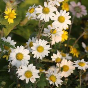 リュウノウギク