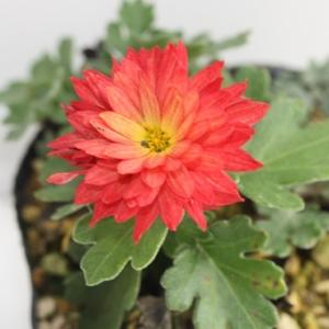 礼文アツモリソウ 花1芽株 : 岩崎園芸ネットストア Yahoo店 - 通販