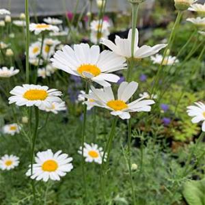 武徳産ホテイアツモリソウ 花1芽株 : 岩崎園芸ネットストア Yahoo店