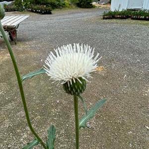日本クマガイソウ 花2芽株 : 岩崎園芸ネットストア Yahoo店 - 通販