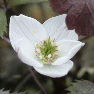 現品販売】厚岸産ホテイアツモリソウ花2芽葉2芽株 : 岩崎園芸ネット