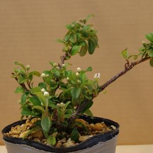カマツカコケモモの詳細画像2