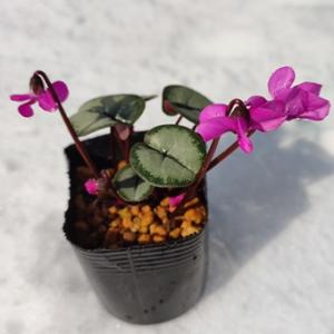 武徳産ホテイアツモリソウ 花1芽株 : 岩崎園芸ネットストア Yahoo店