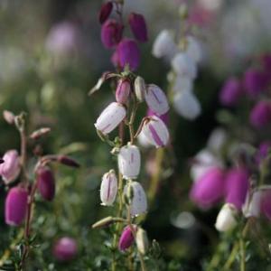 クリスマスローズ (セミダブル/ピンク系)3.5〜4寸苗 : 岩崎園芸ネット