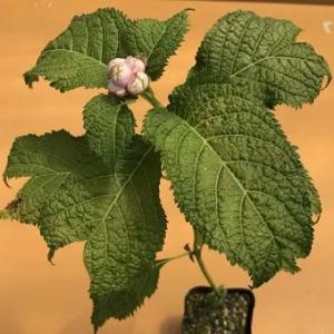 ホテイアツモリソウ 葉1芽株 : 岩崎園芸ネットストア Yahoo店 - 通販
