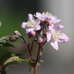 ウツギ「ローザリンドウ」