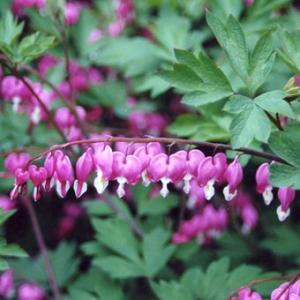 福寿草 「金采」 : 岩崎園芸ネットストア Yahoo店 - 通販 - Yahoo