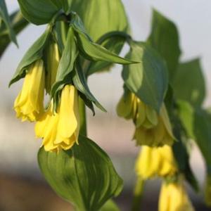 山野草（ラン科）　北海道ホテイアツモリソウ（武徳産）　２芽株（花芽１、葉芽１） 武徳産ホテイアツモリソウ 花1芽株 : 岩崎園芸ネットストア Yahoo店