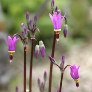 ドデカテオン・メイディア