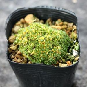 八重咲きシラネアオイ 7寸鉢 : 岩崎園芸ネットストア Yahoo店 - 通販