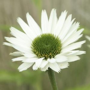 メ*4様 アツモリソウ 厚岸ホテイアツモリソウ葉芽3 厚岸産ホテイアツモリソウ花3芽葉3芽株 - 岩崎園芸ネットストア
