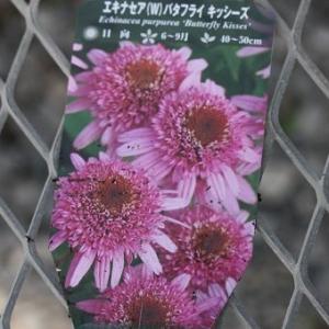 礼文アツモリソウ 花1芽株 : 岩崎園芸ネットストア Yahoo店 - 通販