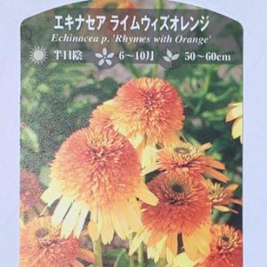 有用植物苗 エキナセア (品種見計らい・名称付) 2株/ 家庭菜園 家庭