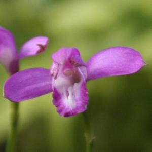 アサヒラン 2球植え