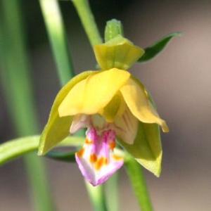 137 厚岸ホテイアツモリソウ 137 厚岸ホテイアツモリソウ 137