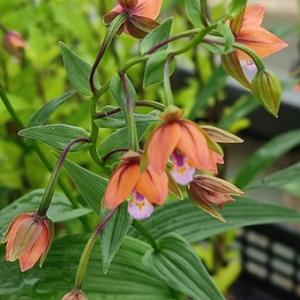 アンポカキラン