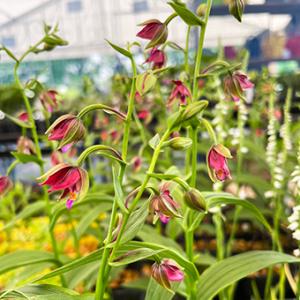 礼文アツモリソウ 花1芽株 : 岩崎園芸ネットストア Yahoo店 - 通販