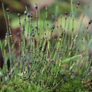 姫百日紅 姫サルスベリ : やまおか碧山苑ヤフー店 - 通販 - Yahoo