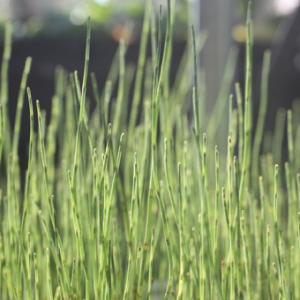 おすすめスイカ苗 接ぎ木 虎太郎 9cmポット : 種苗と園芸 農土花NODOKA