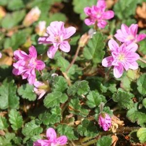 クリスマスローズ (セミダブル/ピンク系)3.5〜4寸苗 : 岩崎園芸ネット