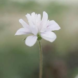 八重咲き白花オランダフウロ2.5寸苗の商品画像