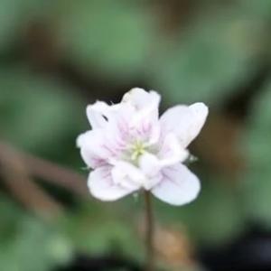 八重咲き白花オランダフウロ2.5寸苗の詳細画像1