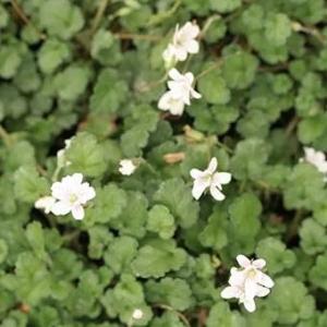 八重咲き白花オランダフウロ2.5寸苗の詳細画像2