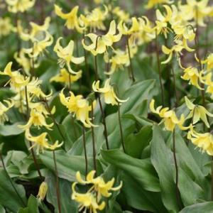 ヤシャビシャク : 岩崎園芸ネットストア Yahoo店 - 通販 - Yahoo