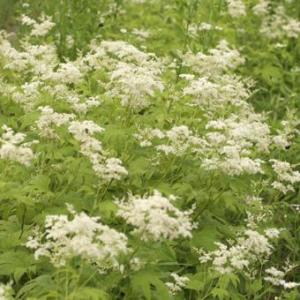 白花キョウカノコの商品画像