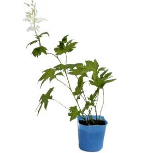 白花キョウカノコの詳細画像1
