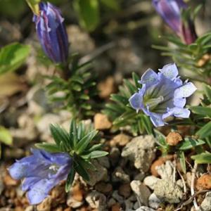 現品販売】厚岸産ホテイアツモリソウ 花2芽葉2芽株 : 岩崎園芸ネット