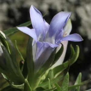 現品販売】厚岸産ホテイアツモリソウ 花2芽葉2芽株 : 岩崎園芸ネット