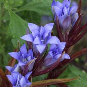 2026年3月】珍しい山野草のおすすめ人気ランキング - Yahoo!ショッピング